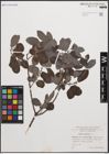Foto von Salix cinerea L.
